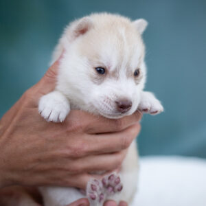 Lotus Siberian Husky