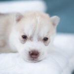 Lotus-male-Siberian-husky-puppy-for-sale-2