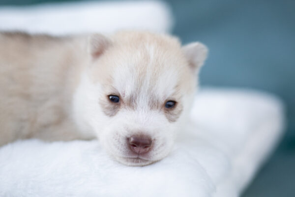 Lotus Siberian Husky