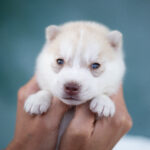 Lotus-male-Siberian-husky-puppy-for-sale-3