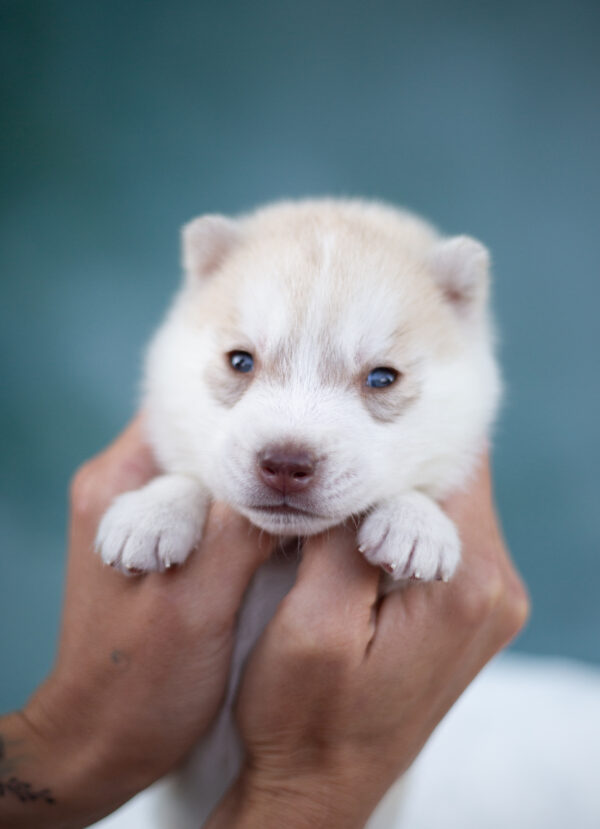 Lotus Siberian Husky