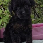 Loya-female-Yorkipoo-puppy-for-sale-1
