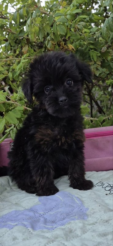 Loya Yorkipoo