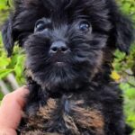 Loya-female-Yorkipoo-puppy-for-sale-2