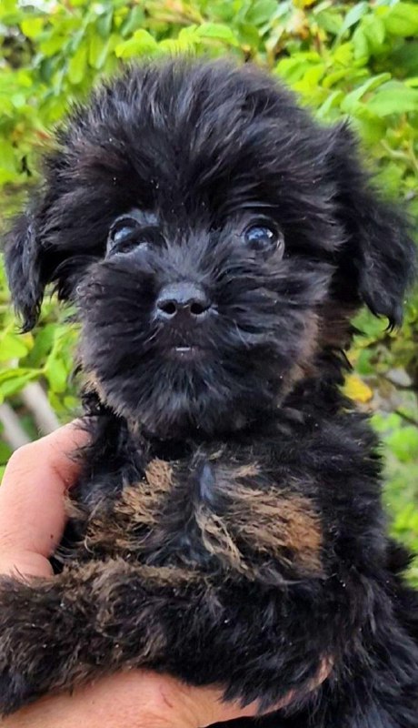 Loya Yorkipoo
