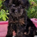 Loya-female-Yorkipoo-puppy-for-sale-3
