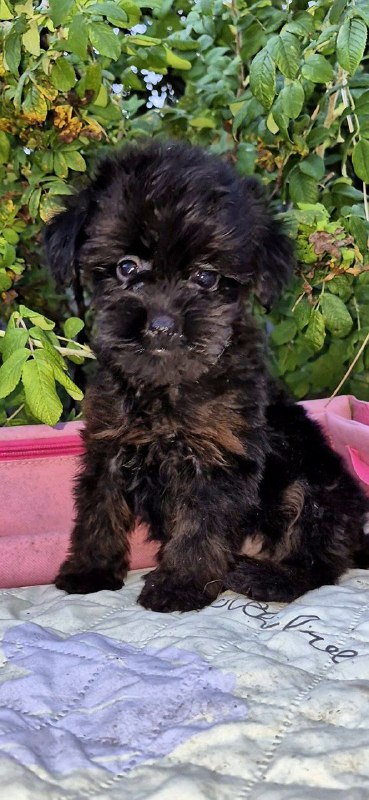 Loya Yorkipoo