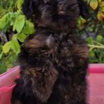 Loya-female-Yorkipoo-puppy-for-sale-4