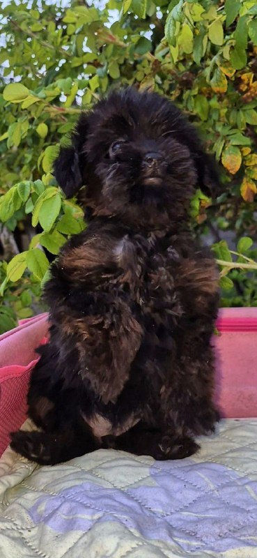 Loya Yorkipoo