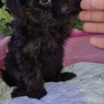 Loya-female-Yorkipoo-puppy-for-sale-5