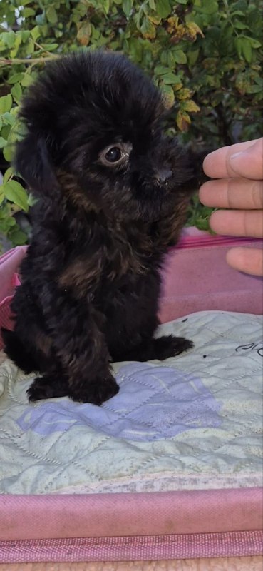 Loya Yorkipoo