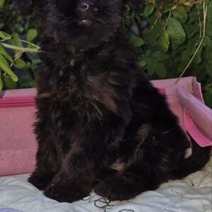 Lerra Yorkipoo