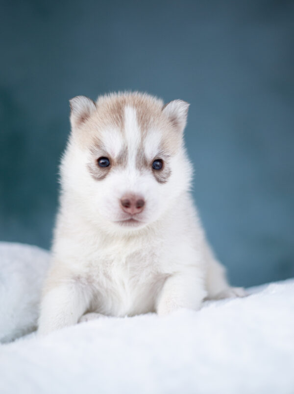 Lumoria Siberian Husky Lumoria Siberian Husky