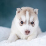 Lumoria-female-Siberian-husky-puppy-for-sale-2