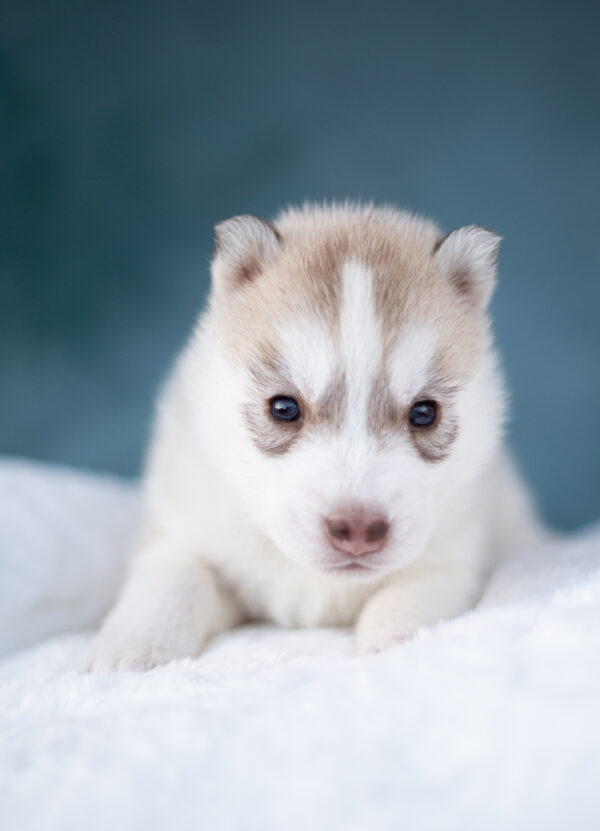Lumoria Siberian Husky Lumoria Siberian Husky