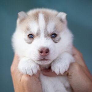 Lumoria Siberian Husky
