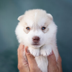 Lunar Siberian Husky