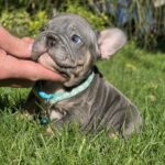 Luntik-male-french-bulldog-puppy-for-sale-1 (1)