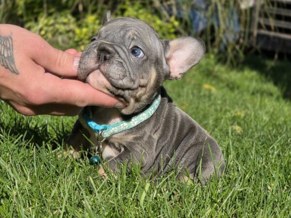 Luntik Big Rope French Bulldog Luntik Big Rope French Bulldog