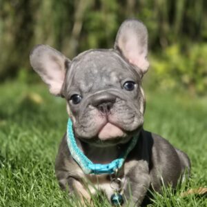 Luntik Big Rope French Bulldog