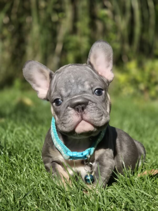 Luntik Big Rope French Bulldog Luntik Big Rope French Bulldog