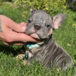 Luntik-male-french-bulldog-puppy-for-sale-1 (3)