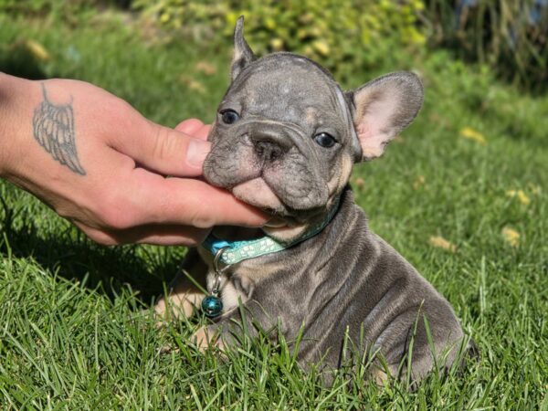 Luntik Big Rope French Bulldog Luntik Big Rope French Bulldog