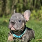 Luntik-male-french-bulldog-puppy-for-sale-1 (4)