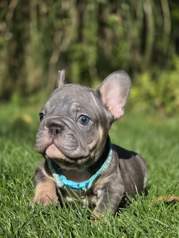 Luntik Big Rope French Bulldog Luntik Big Rope French Bulldog
