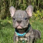 Luntik-male-french-bulldog-puppy-for-sale-1 (5)