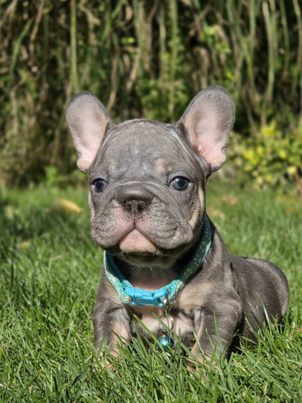 Luntik Big Rope French Bulldog Luntik Big Rope French Bulldog