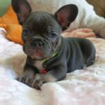 Lyolik-male-french-bulldog-puppy-for-sale-1 (1)