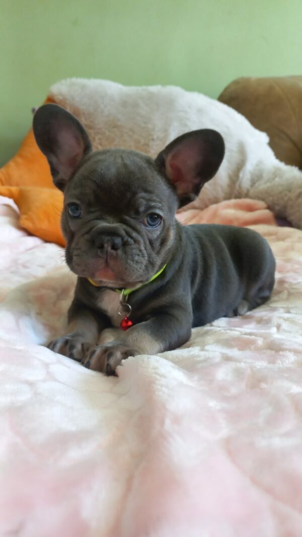 Lyolik French Bulldog Lyolik French Bulldog