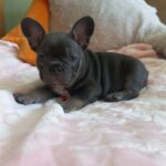 Lyolik-male-french-bulldog-puppy-for-sale-1 (2)