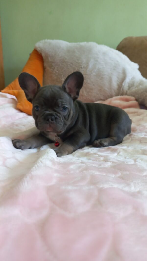 Lyolik French Bulldog Lyolik French Bulldog