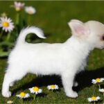 Maggie-female-chihuahua-puppy-for-sale-1 (1)