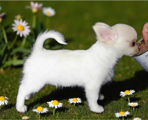 Maggie Chihuahua Maggie Chihuahua