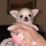 Maggie-female-chihuahua-puppy-for-sale-1 (2)