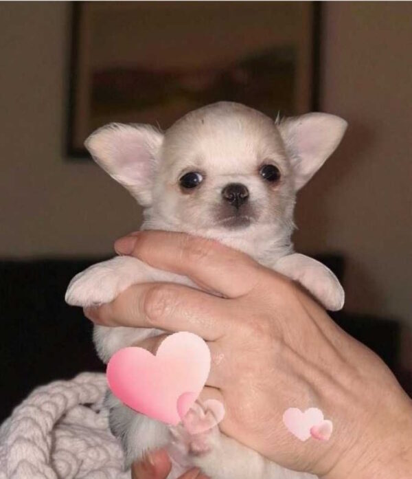 Maggie Chihuahua Maggie Chihuahua