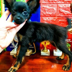 Margo Russian Toy Terrier