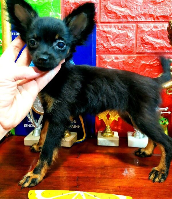 Margo Russian Toy Terrier Margo Russian Toy Terrier