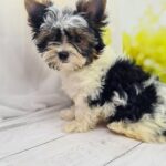 Mari-female-Biewer-puppy-for-sale-1