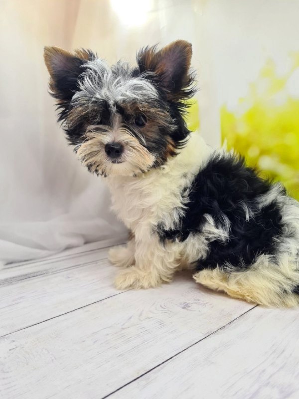 Mari Biewer Yorkshire Terrier Mari Biewer Yorkshire Terrier