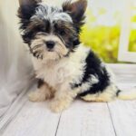 Mari-female-Biewer-puppy-for-sale-2
