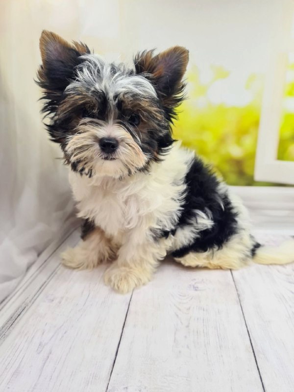 Mari Biewer Yorkshire Terrier Mari Biewer Yorkshire Terrier