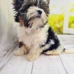 Mari-female-Biewer-puppy-for-sale-3