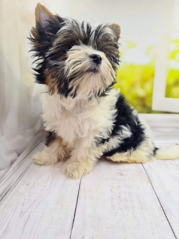 Mari Biewer Yorkshire Terrier Mari Biewer Yorkshire Terrier