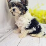 Mari-female-Biewer-puppy-for-sale-4