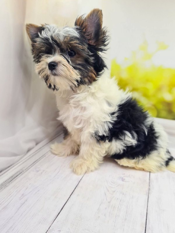 Mari Biewer Yorkshire Terrier Mari Biewer Yorkshire Terrier