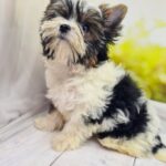 Mari-female-Biewer-puppy-for-sale-5